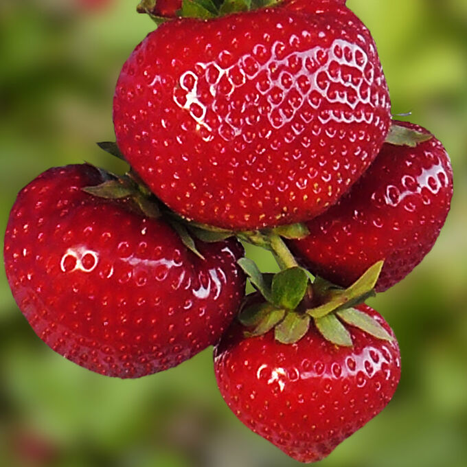 Земляника Сенсейшен